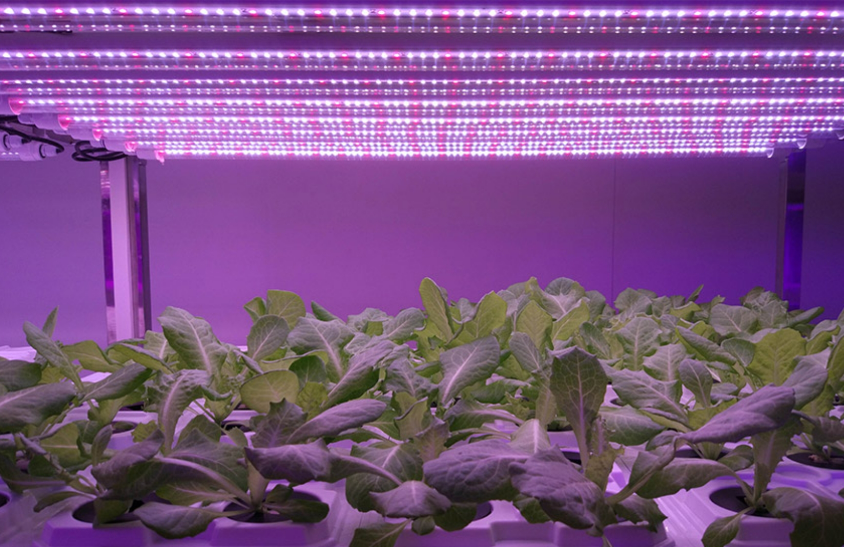 Application ng LED plant lighting sa China